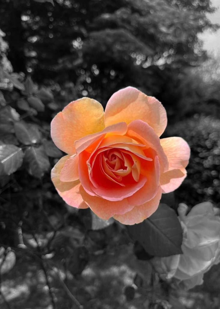 anna-gorseller-03-01-2026 (3)