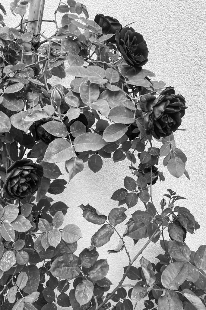 arianna-dalgiyan-gorsel-gallery (3)